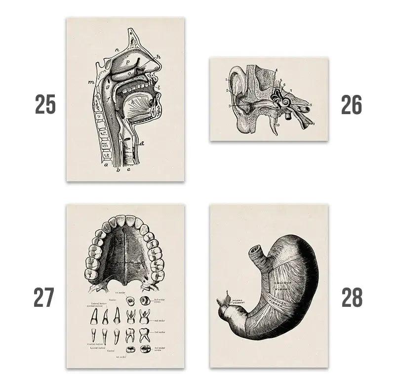Set of four decorbites™ vintage anatomy canvas prints featuring black and white human anatomy illustrations on off-white paper