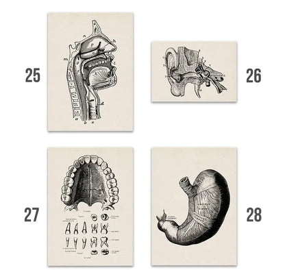 Set of four decorbites™ vintage anatomy canvas prints featuring black and white human anatomy illustrations on off-white paper
