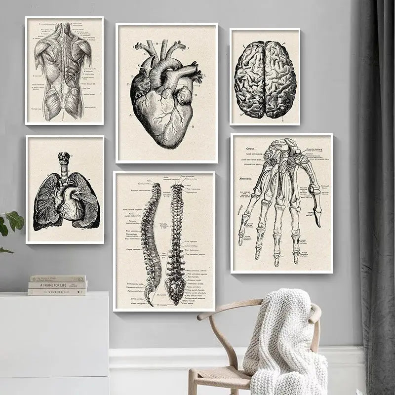 Set of six framed black and white anatomy canvas prints featuring detailed human anatomy illustrations by decorbites