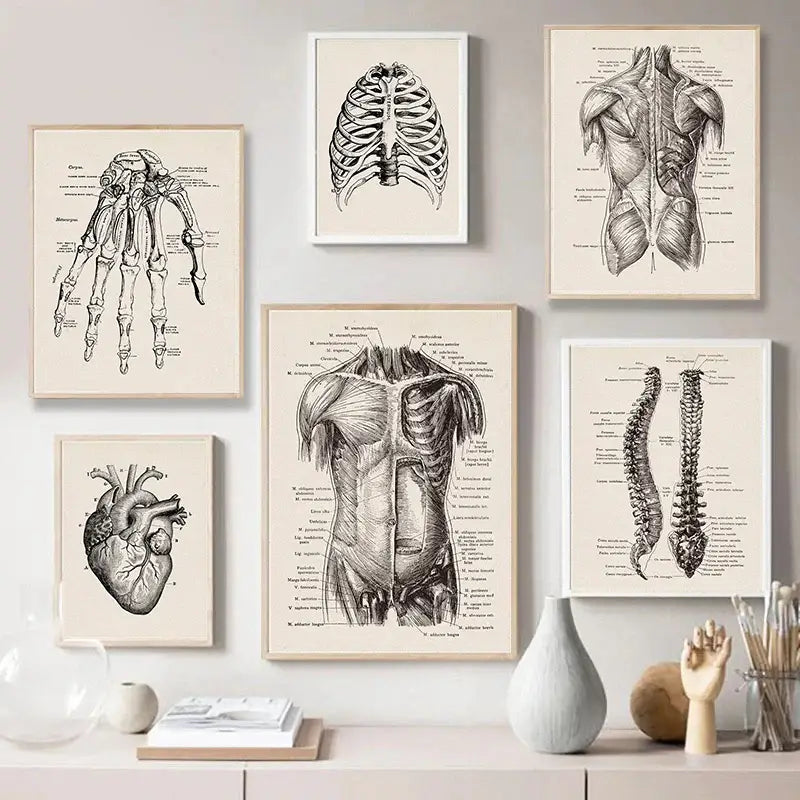 Set of six vintage-style black and white human anatomy canvas prints on cream paper for medical wall art DecorBites™