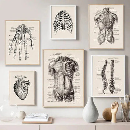 Set of six decorbites™ vintage anatomy canvas prints in beige and black ink depicting detailed human anatomy illustrations