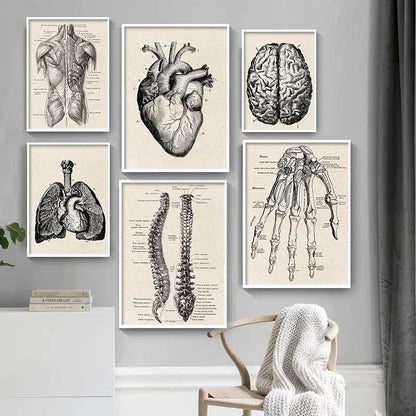 Set of six framed black and white vintage anatomy canvas prints featuring detailed human anatomy illustrations for medical wall art