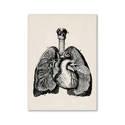 DecorBites vintage anatomy canvas print featuring black and white human anatomy of lungs and heart on cream canvas