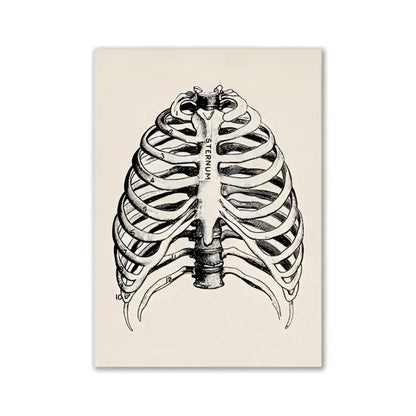 DecorBites™ vintage human anatomy canvas print featuring detailed black ink ribcage artwork on off-white paper