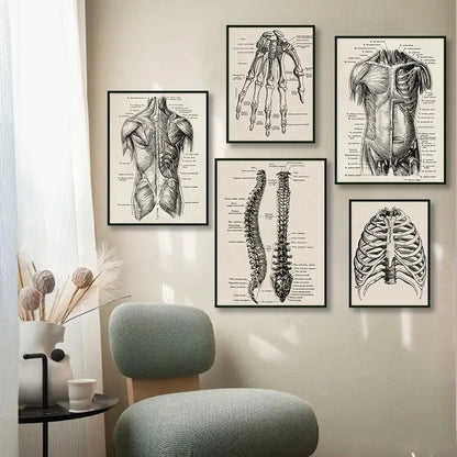 Set of five black and white vintage human anatomy artwork canvas prints featuring detailed skeletal and muscular systems