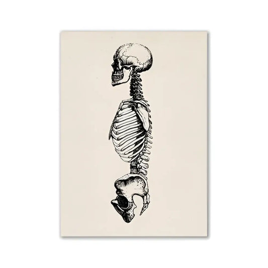 DecorBites vintage anatomy poster featuring detailed black and white vintage human anatomy artwork on canvas