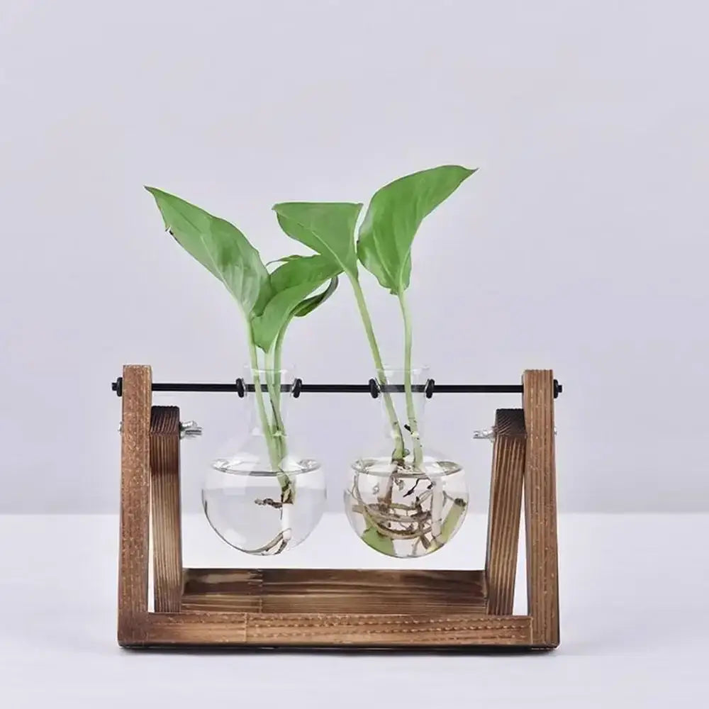 Wooden frame holding two clear glass vases with green hydroponic plants in decorbites vintage glass hydroponic decor