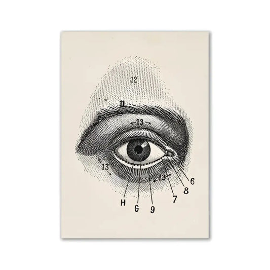 Anatomical eye diagram print with numbered labels on cream background vintage human anatomy canvas art print