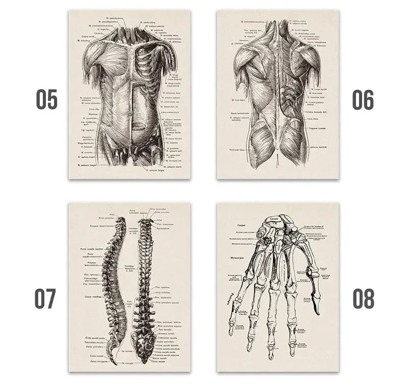 Set of four DecorBites™ vintage human anatomy canvas art prints featuring black-and-white detailed anatomical illustrations