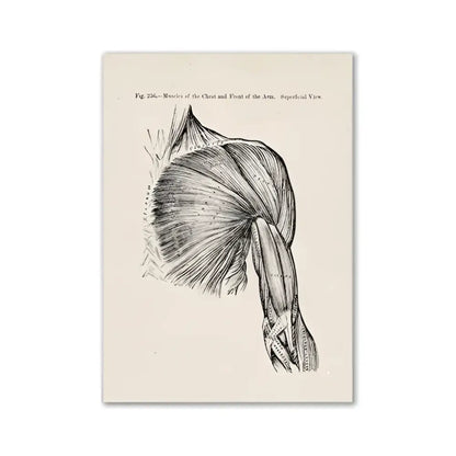 Decorbites™ vintage human anatomy canvas wall art featuring detailed black and white chest and arm muscle illustration