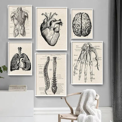 Set of six framed vintage human anatomy black and white illustrations featuring detailed heart brain spine lungs and skeletal diagrams