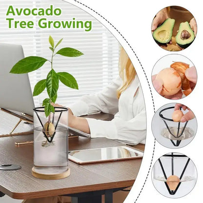 Black metal avocado tree growing kit with clear glass container and wooden base for hydroponic avocado planting set