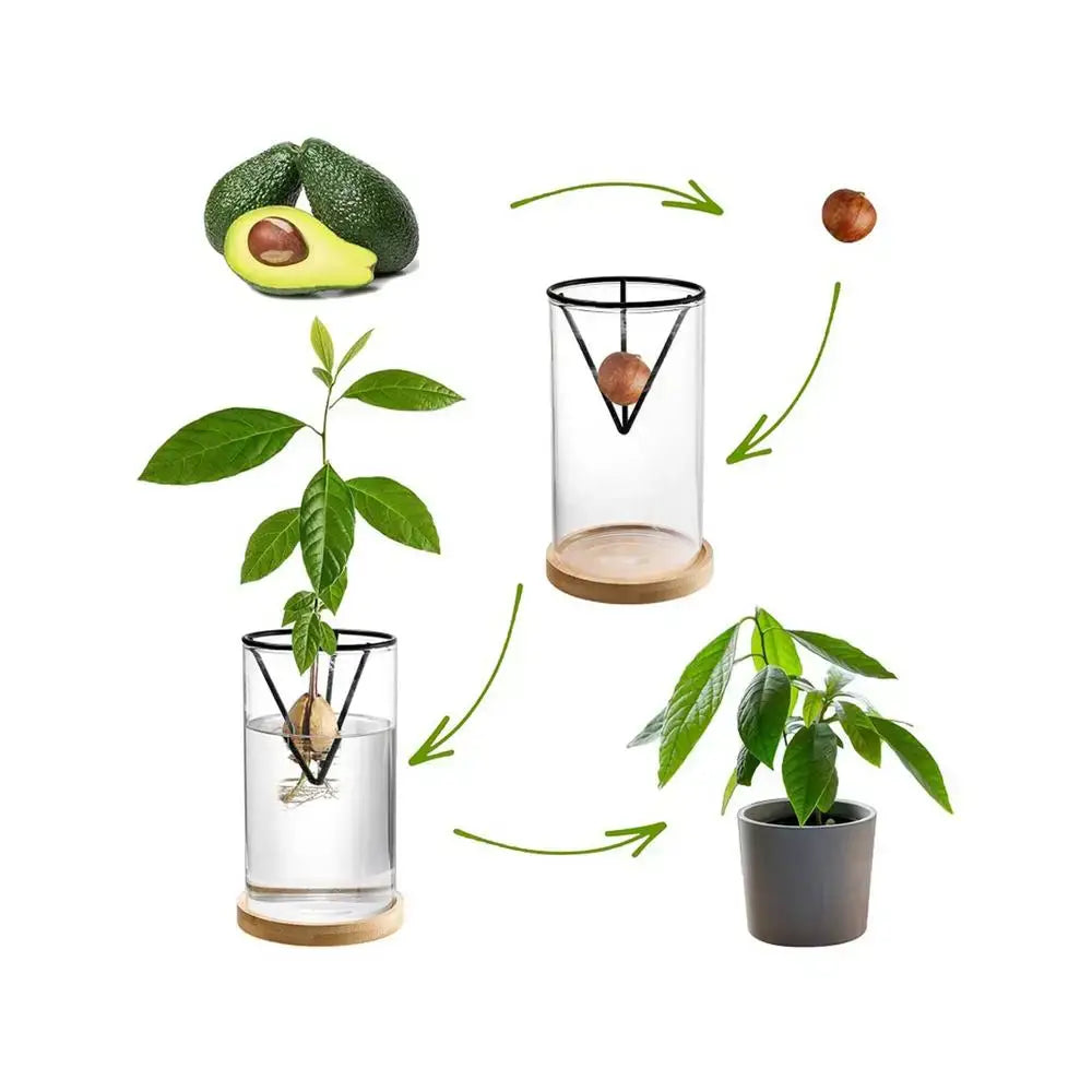 Clear glass hydroponic avocado planting grower with black metal frame and wooden base for hydroponic avocado use