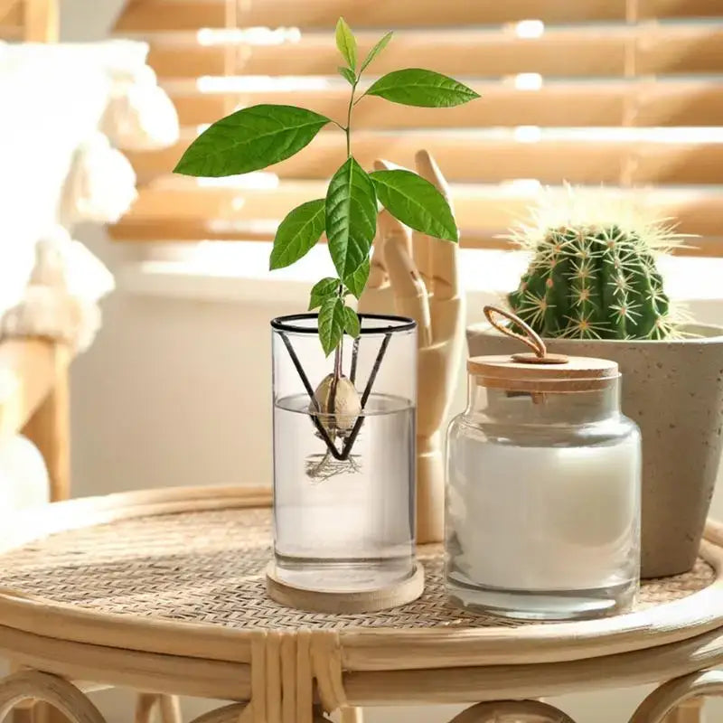 A clear glass hydroponic avocado planting set with a black metal frame holding an avocado seed sprout in water
