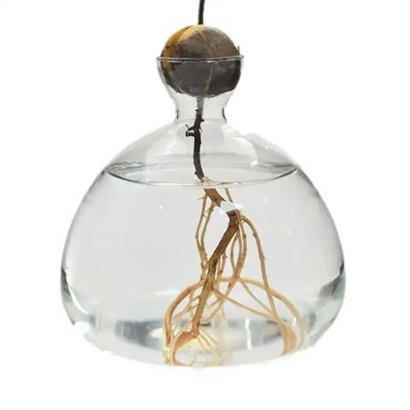 A clear glass hydroponic avocado seed vase showing seed cultivation with developing roots submerged in water