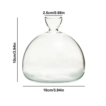Clear glass hydroponic avocado seed vase with rounded bulbous body and narrow neck for seed cultivation