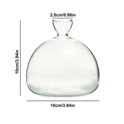 Clear glass hydroponic avocado seed vase with rounded bulbous body and narrow neck for seed cultivation