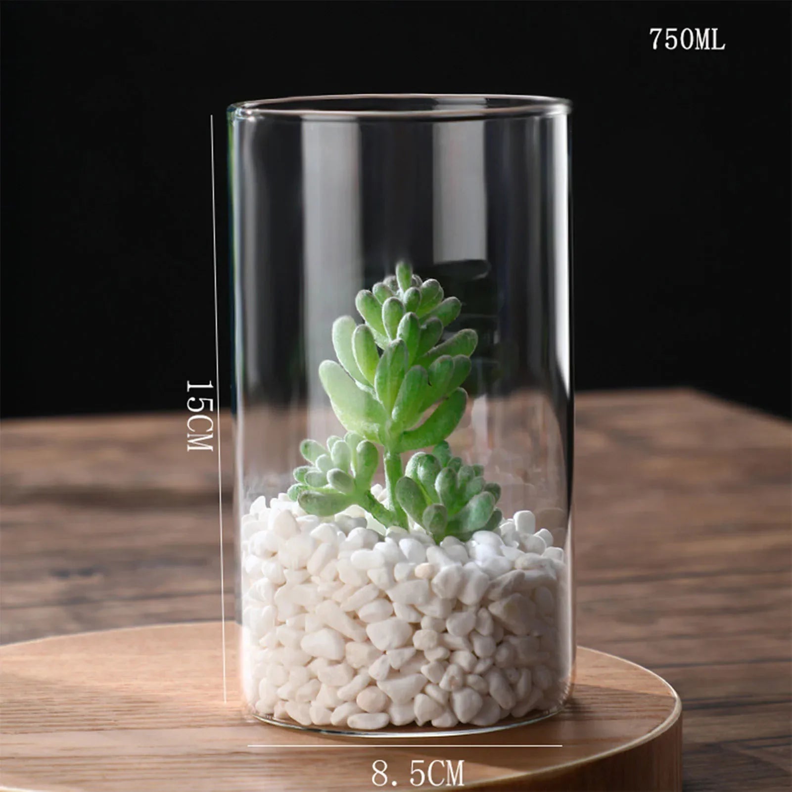 Clear glass cylindrical hydroponics planter vase with 750ml capacity containing white pebbles and green succulent