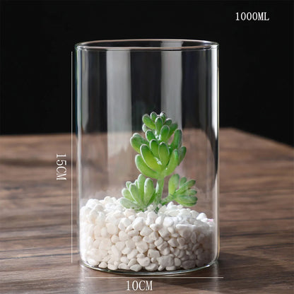 Clear glass cylindrical hydroponics vase 15cm tall 10cm wide with green succulent and white pebbles for desktop decor