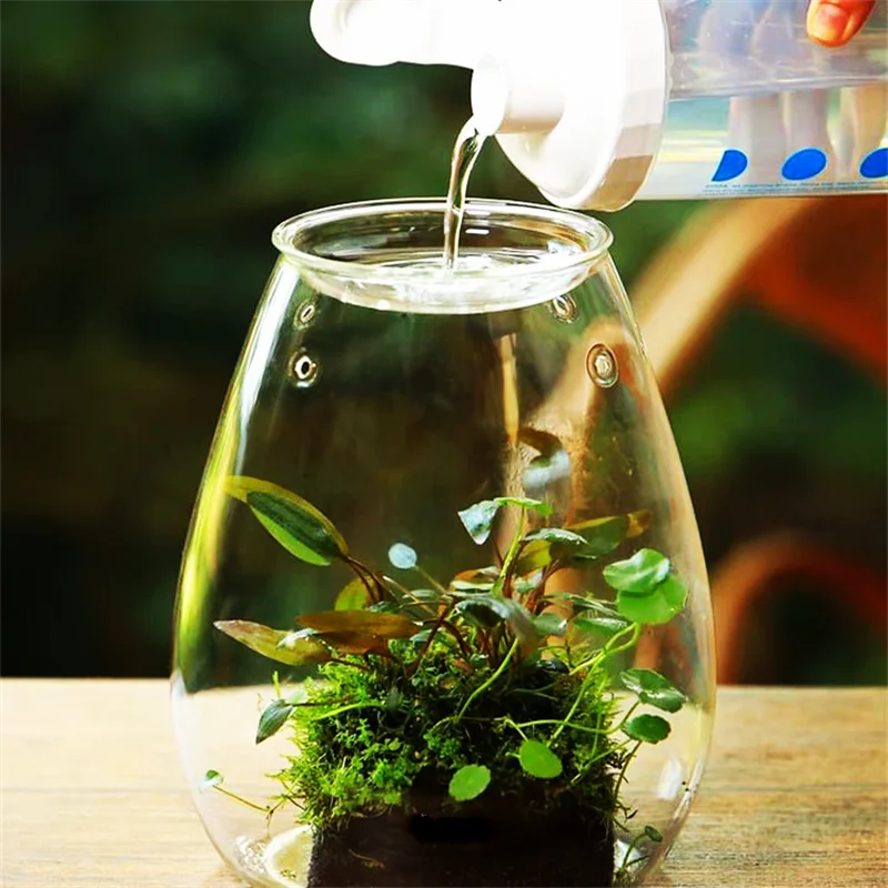 A clear glass terrarium with teardrop shape containing fresh green succulent moss for desktop home decor