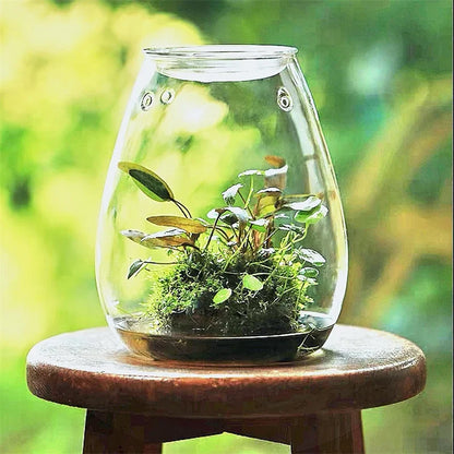 Clear glass terrarium with cover housing a fresh green succulent moss garden for home desktop decor