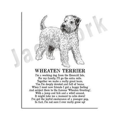 Black and white line drawing of wheaten terrier on a decorbites dog breed poster card for bedroom wall decor