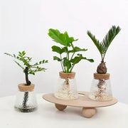 Nordic glass hydroponic vase with tray featuring clear textured glass planters with wooden lids and green plants