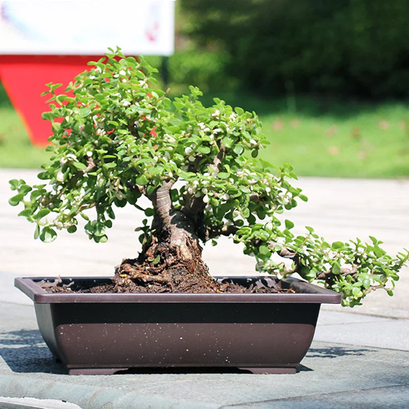 A compact jade tree bonsai with white blossoms in a dark brown imitation purple clay rectangular bonsai pot for outdoor use