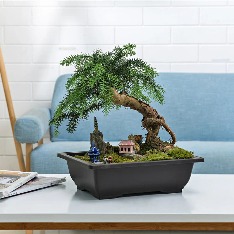A meticulously crafted bonsai tree with lush foliage in a sleek black imitation purple clay bonsai pot for outdoor use