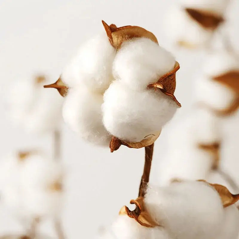 A fluffy white cotton boll with a brown husk highlighting natural material in decorbites cotton stripe fitted sheet product