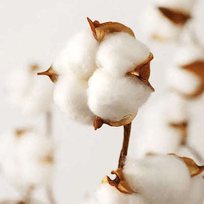 A fluffy white cotton boll with a brown husk highlighting natural material in decorbites cotton stripe fitted sheet product