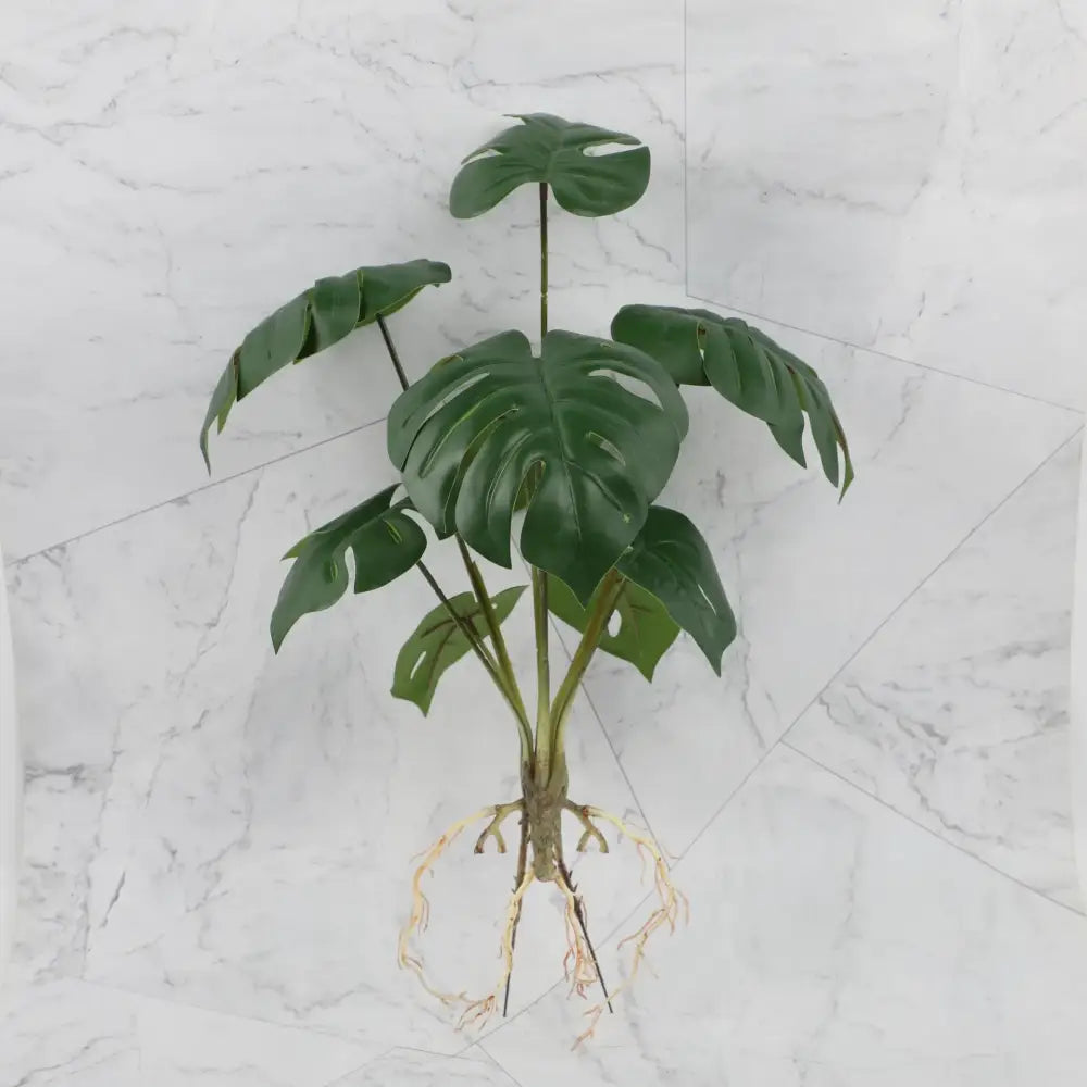 Artificial green monstera plant with glossy perforated leaves and visible roots in tropical plant wall set for living room decor