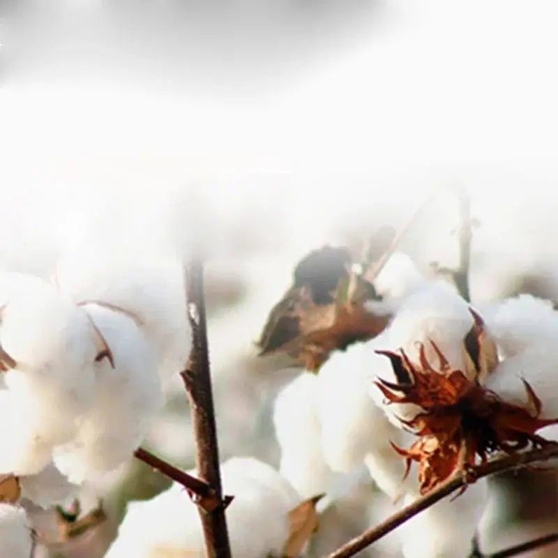 Plush white cotton bolls on brown stems in yellow and white flowers print cotton bedding set for bedroom decorbites flowers print